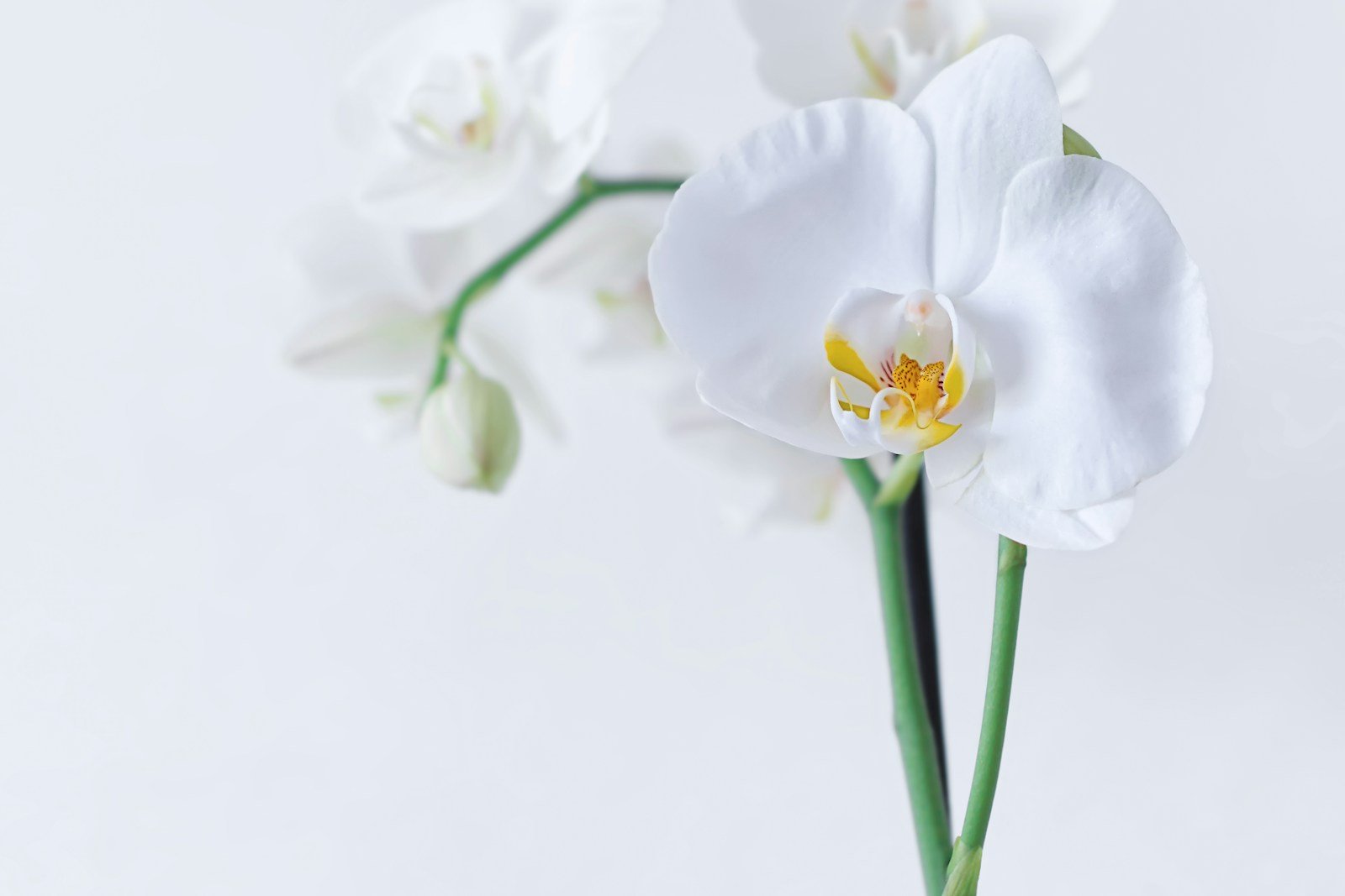 white moth orchid