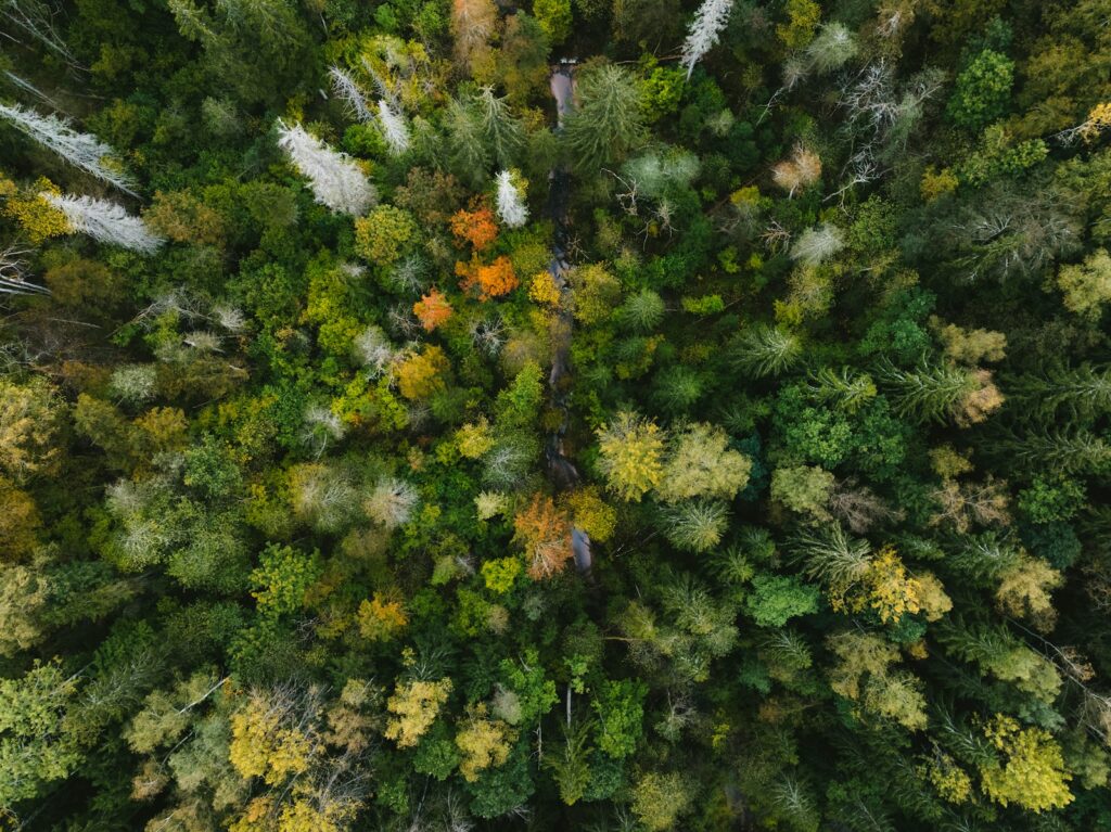 Aerial view of a dense forest with autumn foliage.