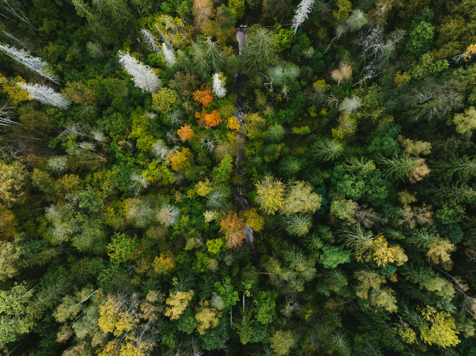 Aerial view of a dense forest with autumn foliage.